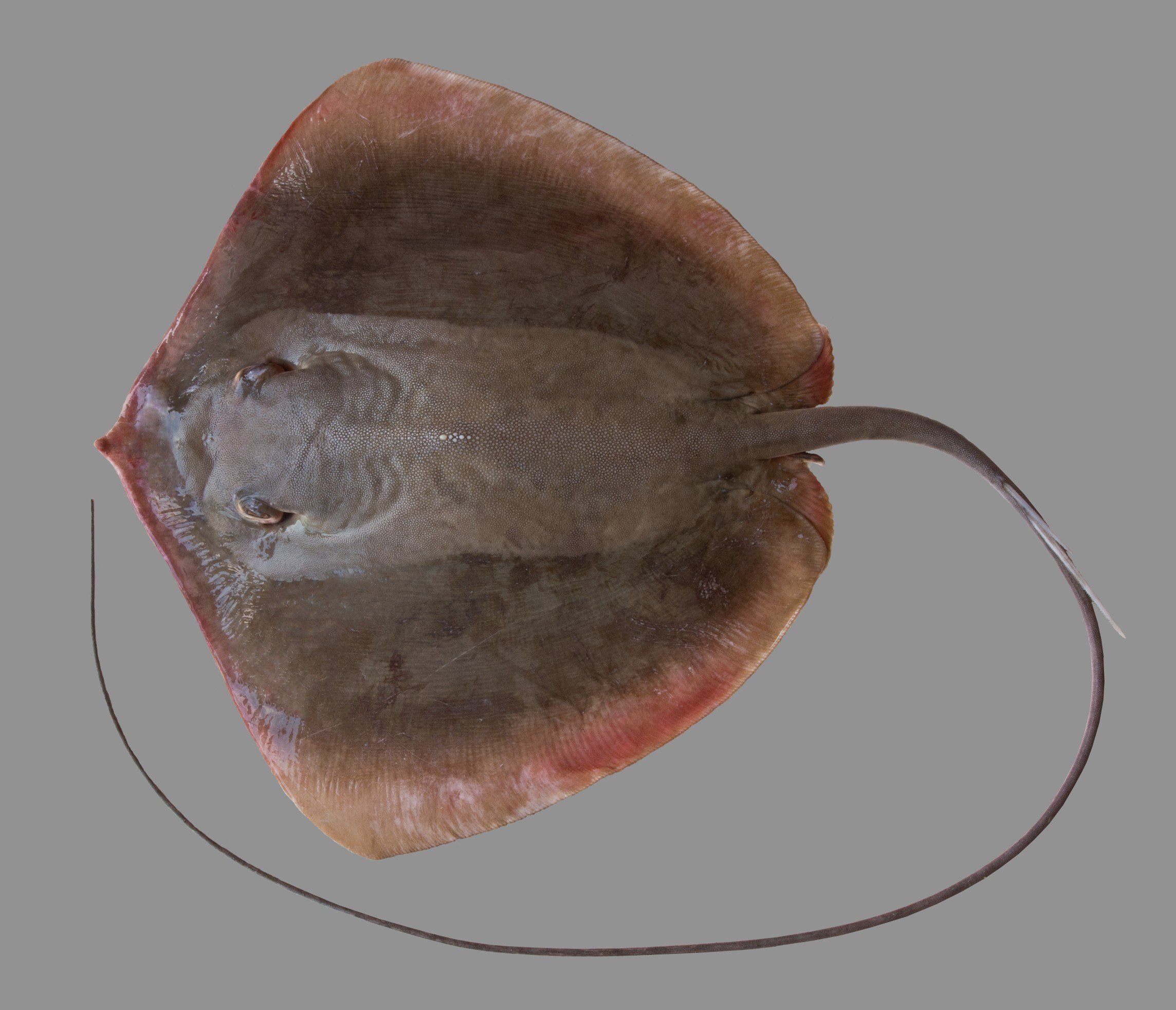 Maculabatis ambigua, male, 48 cm DW, Saudi Arabia: Jizan; S.V. Bogorodsky
